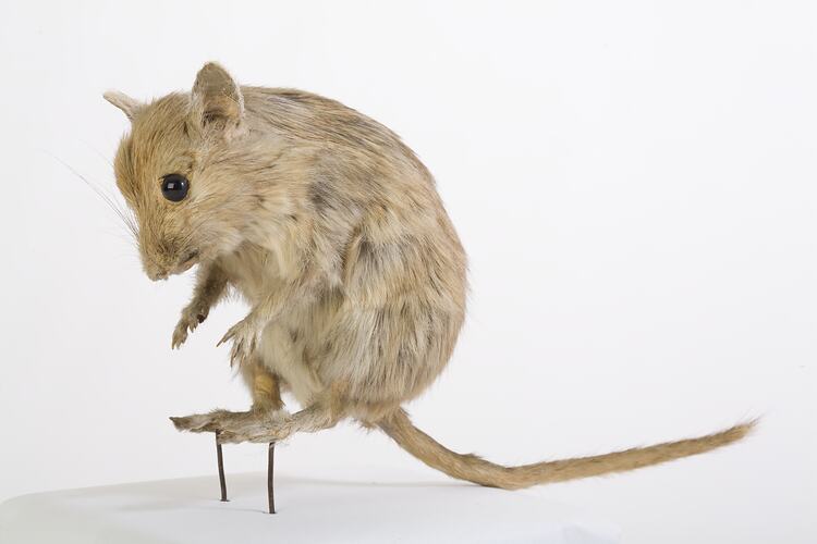 Small cream-coloured mammal specimen mounted on hindlegs.