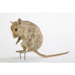 Small cream-coloured mammal specimen mounted on hindlegs.