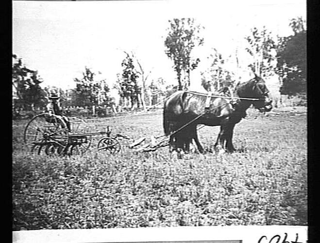 NO. 21A M-H CULT. ON MR. J. B. GAMBLY'S FARM, OLD BONALBO, QLD: 1931 (THIS IMPLEMENT IS ALSO THE SUNSHINE HIGH WHEEL LUCERNE RENOVATOR)
