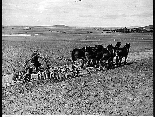 10-DISC `SUNDERCUT' ON MESSRS. BEATY BROS' FARM, `PINEWOOD', TOOLERN VALE, VIC: APR 1939