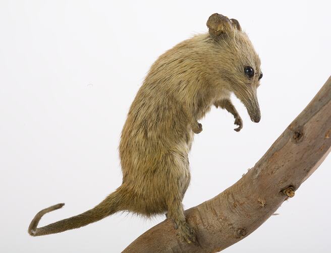 Taxidermied possum specimen on a branch.