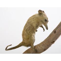 Taxidermied possum specimen on a branch.
