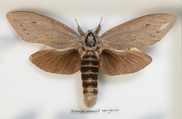<em>Endoxyla cinereus</em>, Giant Wood Moth, female. [HET 49745]