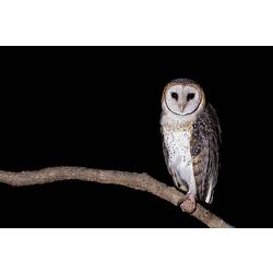 <em>Tyto novaehollandiae</em>, Masked Owl