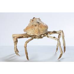 <em>Leptomithrax gaimardii</em>, Giant Spider Crab. [J 46721.4]