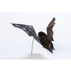 Side view of bat specimen mounted as though in flight.