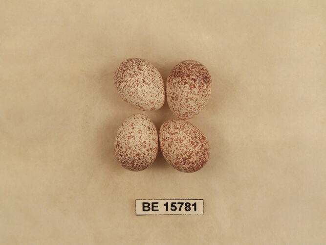 Four bird eggs with specimen label.