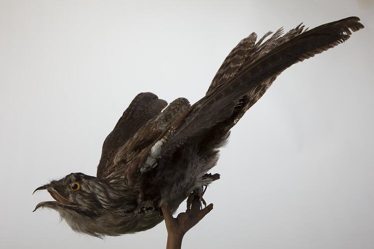 <em>Nyctibius jamaicensis mexicanus</em>, Northern Potoo, mount.  John Gould Collection.  Registration no. 24036.