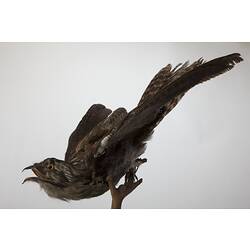 <em>Nyctibius jamaicensis mexicanus</em>, Northern Potoo, mount.  John Gould Collection.  Registration no. 24036.