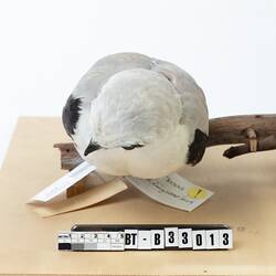 White bird specimen with large eyes mounted with wings spread.