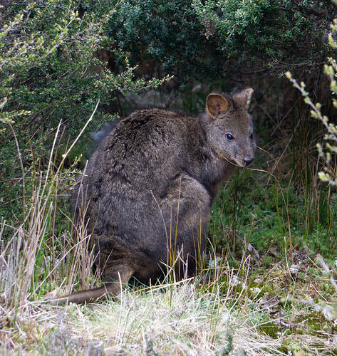 <em>Thylogale billardierii</em>, Tasmanian pademelon
