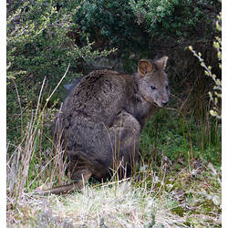 <em>Thylogale billardierii</em>, Rufous-bellied Pademelon