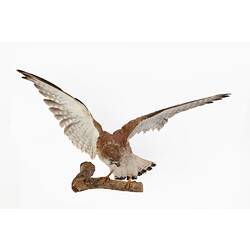 Research Focus, Victorian Birds - Nankeen Kestrel, <em>Falco cenchroides</em> Vigors & Horsfield, 1827