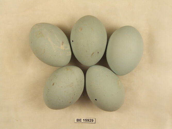 Five bird eggs with specimen label.