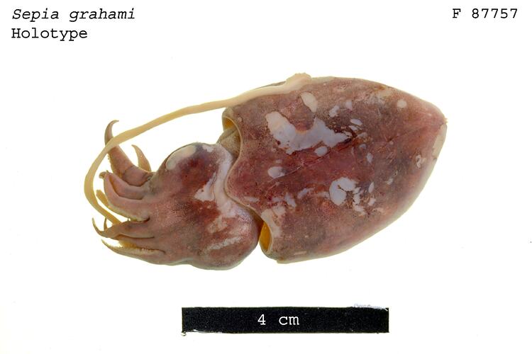Dorsal view of preserved cuttlefish specimen.