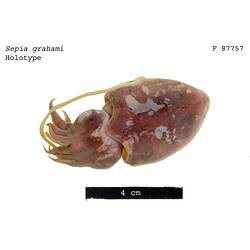 Dorsal view of preserved cuttlefish specimen.