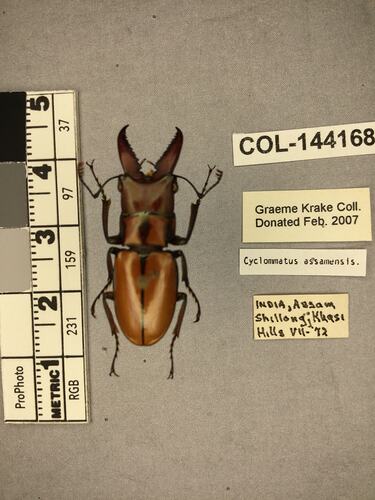 Shiny brown beetle specimen with large mandibles, pinned next to text labels.