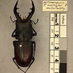 Shiny brown beetle specimen with large mandibles, pinned next to text labels.