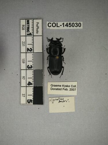 Shiny brown beetle specimen with large mandibles, pinned next to text labels.