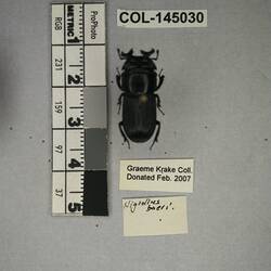 Shiny brown beetle specimen with large mandibles, pinned next to text labels.