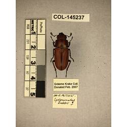Dorsal view of pinned beetle specimen with labels.