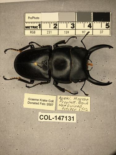 Shiny brown beetle specimen with large mandibles, pinned next to text labels.