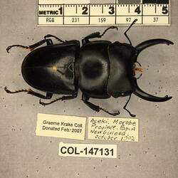 Shiny brown beetle specimen with large mandibles, pinned next to text labels.