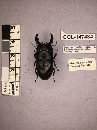 Shiny brown beetle specimen with large mandibles, pinned next to text labels.