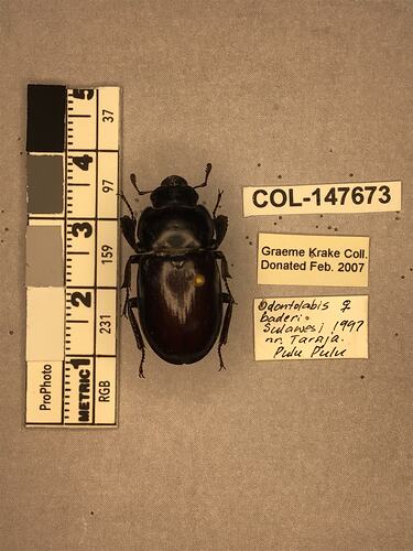 Dorsal view of pinned beetle specimen with labels.