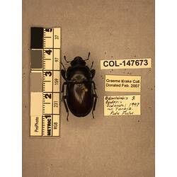 Dorsal view of pinned beetle specimen with labels.