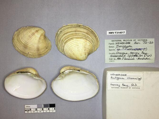 Dry Venus Clam shells beside labels.