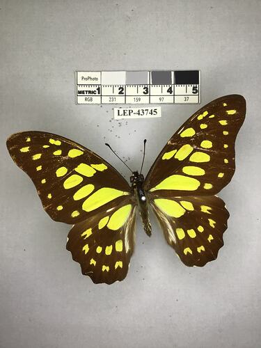 Pinned butterfly specimen beside label.
