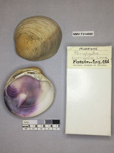 Dry Venus Clam shell beside labels.