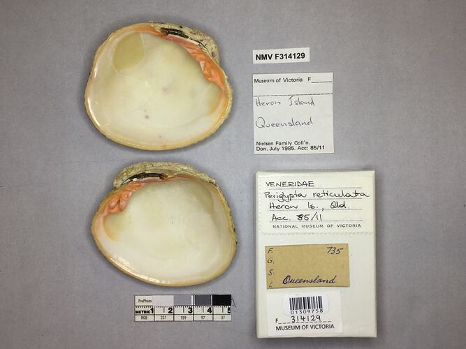 Dry Venus Clam shell beside labels.
