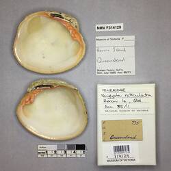 Dry Venus Clam shell beside labels.