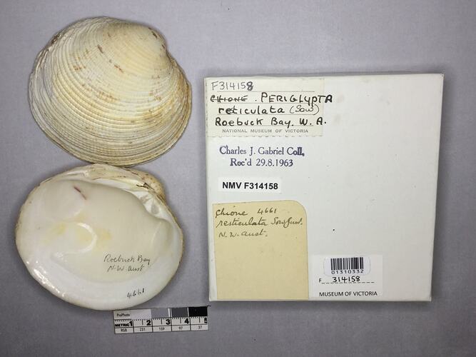 Dry Venus Clam shell beside labels.