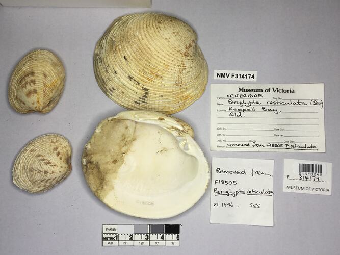 Dry Venus Clam shells beside labels.