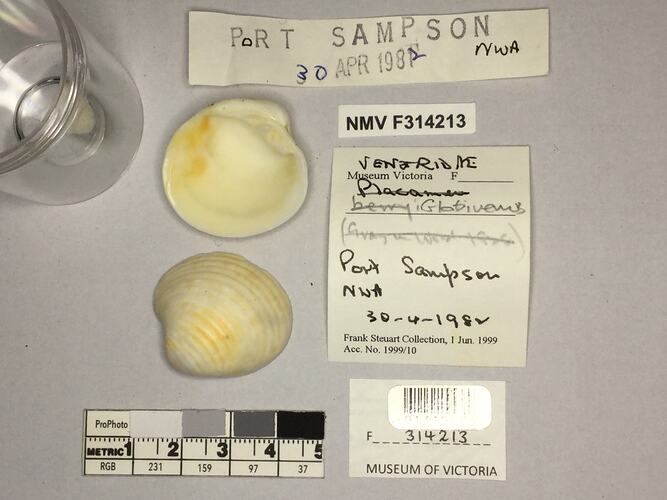 Dry Venus Clam shell beside labels.
