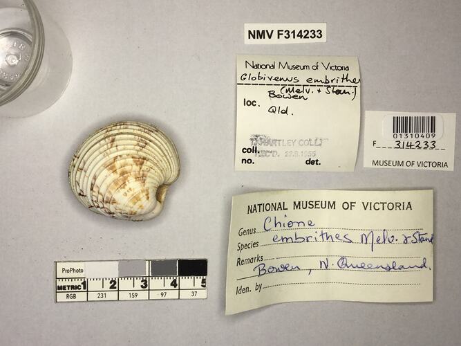 Dry Venus Clam shell beside labels.