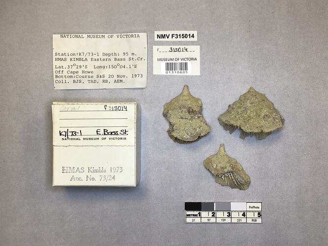 Dry stony coral specimens beside labels.