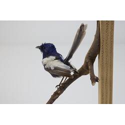 <em>Malurus leucopterus leuconotus</em>, White-winged Fairy-wren. [B 21366]