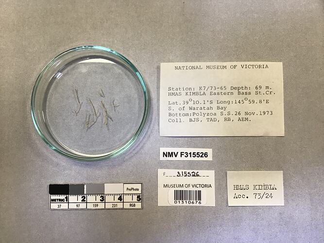 Dry stony coral specimens beside labels.