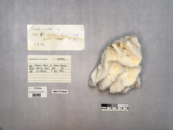 Dry stony coral specimen beside labels.