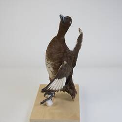 <em>Aythya australis</em>, Hardhead. [B 20984]