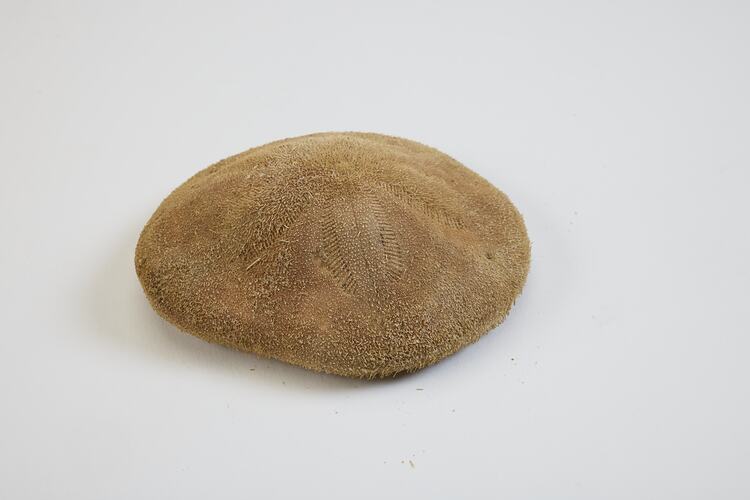 A dry sand dollar specimen.