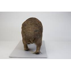 <em>Vombatus ursinus</em>, Bare-nosed Wombat. [C 28201]