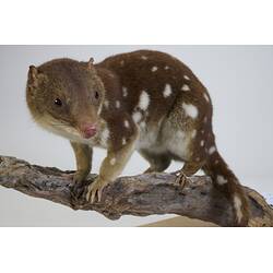 <em>Dasyurus maculatus</em>, Spotted-tailed Quoll. [C 27425]