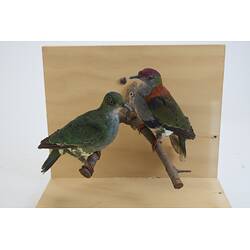 <em>Ptilinopus superbus superbus</em>, Superb Fruit-Dove. [30106 (left), 30107 (right)]
