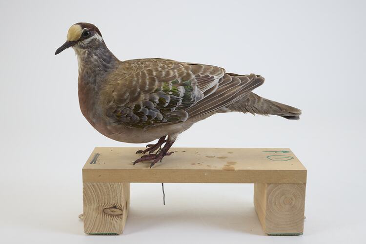 <em>Phaps chalcoptera</em>, Common Bronzewing. [B 32955]