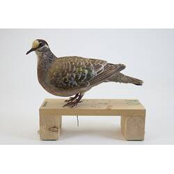 Our Wondrous Planet, Our Wild Family: Taxidermy Mount - Common Bronzewing, <em>Phaps chalcoptera</em> (Latham, 1790)